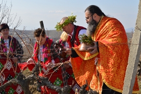Зарязаха ритуално лозите край село Лозеница